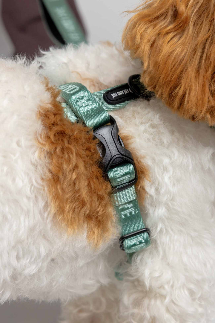 Glacier Green Moxie Harness with Traditional Buckles on a fluffy tan and white dog