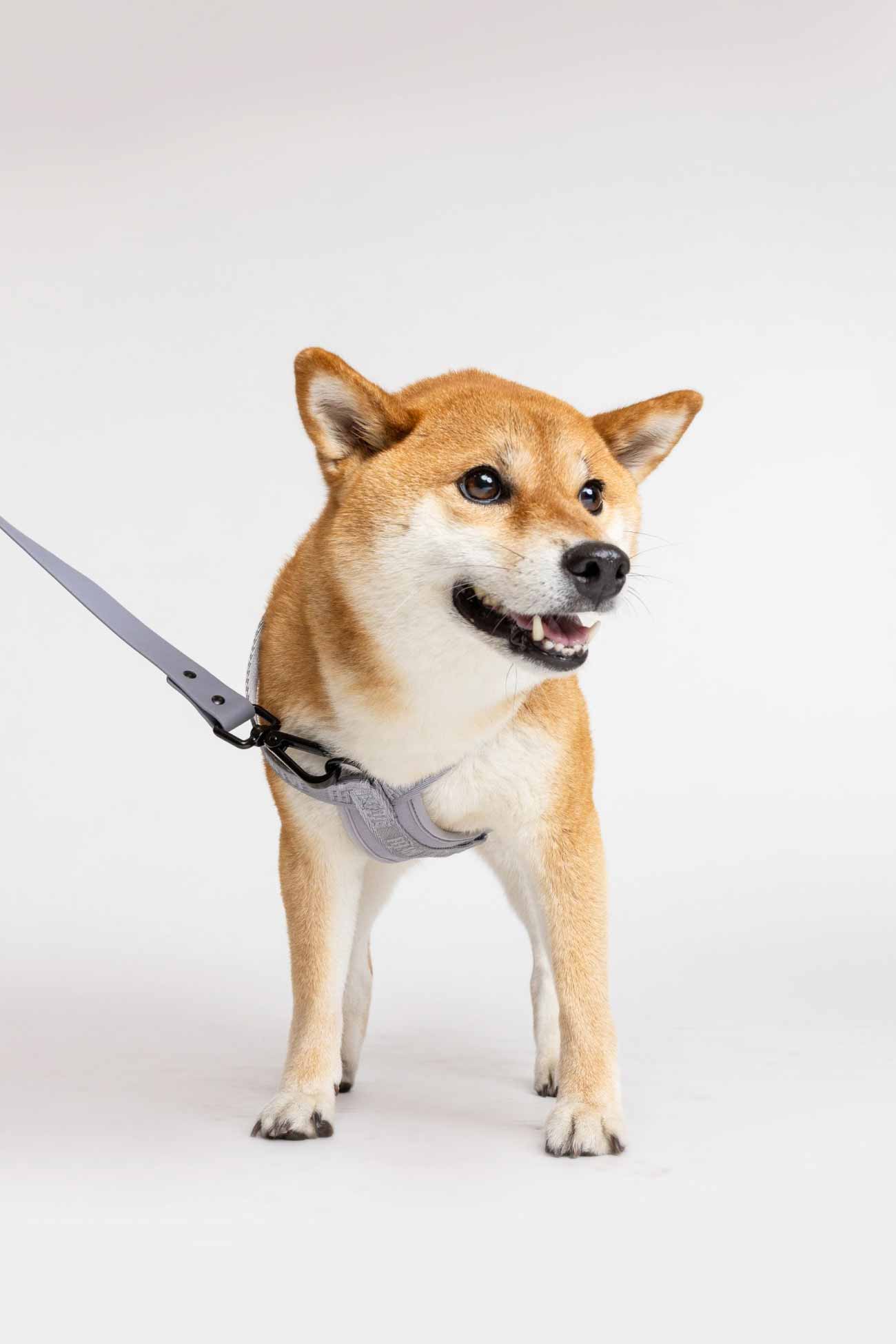 Twilight Gray Moxie Harness and Vero Leash on a Shiba Inu Dog