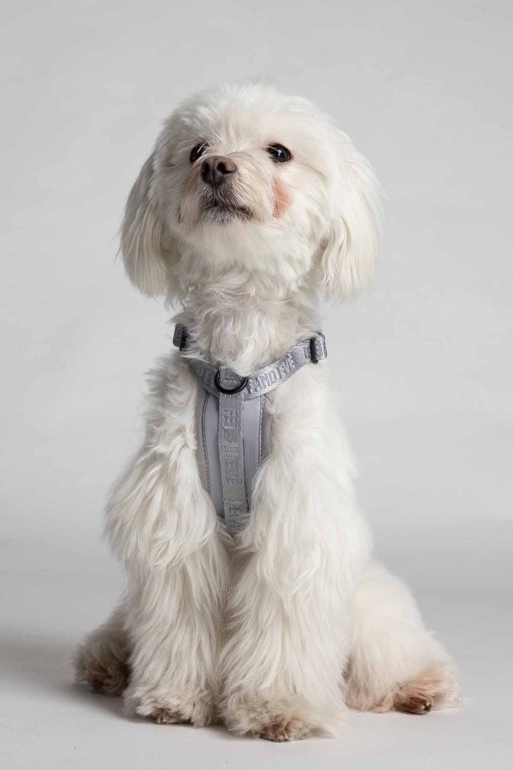 Twilight Gray Moxie Harness on a White fluffy dog wearing a gray harness 