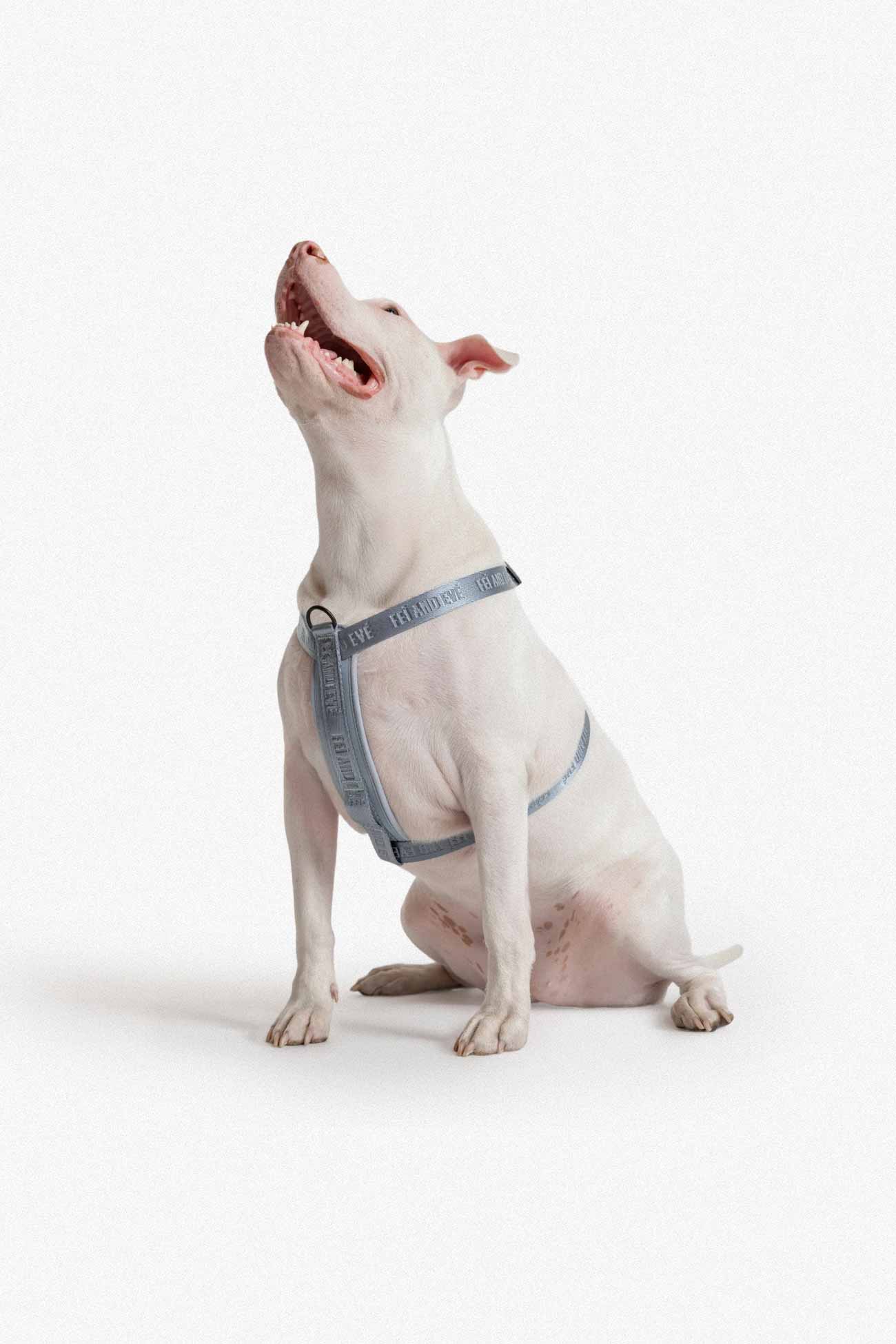 Moxie Harness with MagEase Buckle