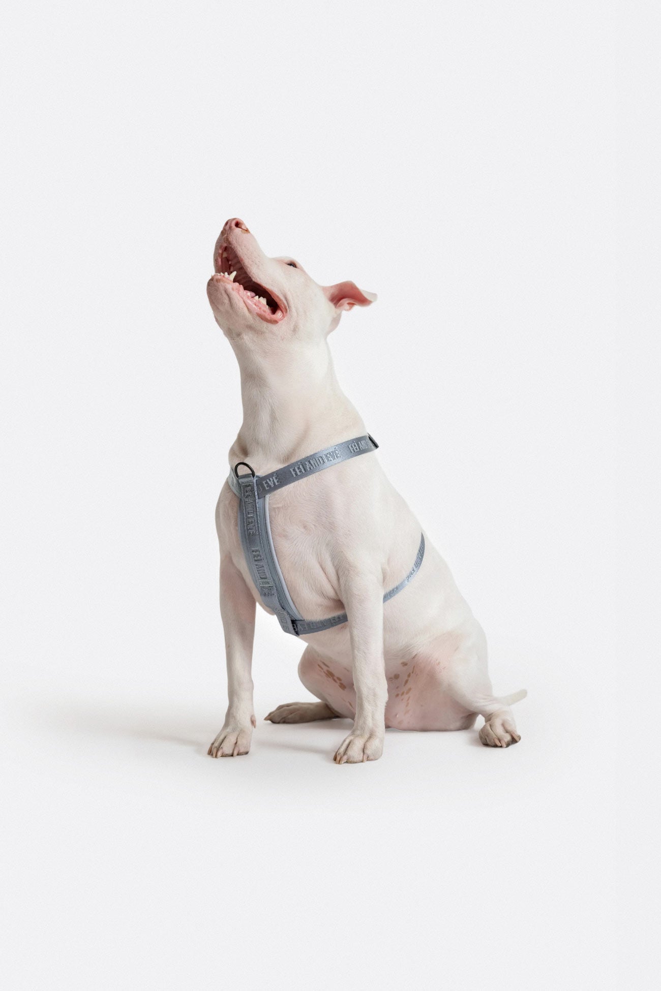 Dusk Blue Moxie MagEase Harness on a white dog looking up in a playful manner.