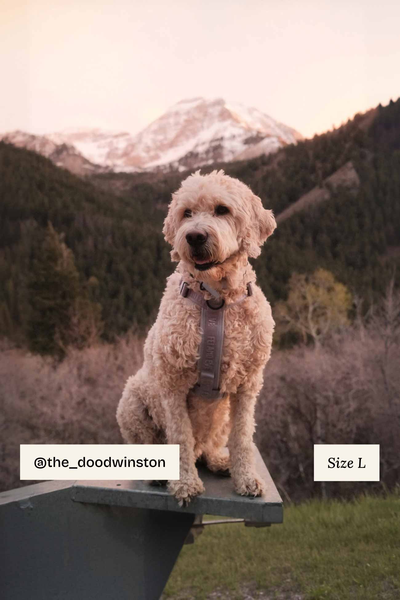 Twilight Gray Moxie Harness with MagEase Buckles on a dog sitting on a log with mountains in the background