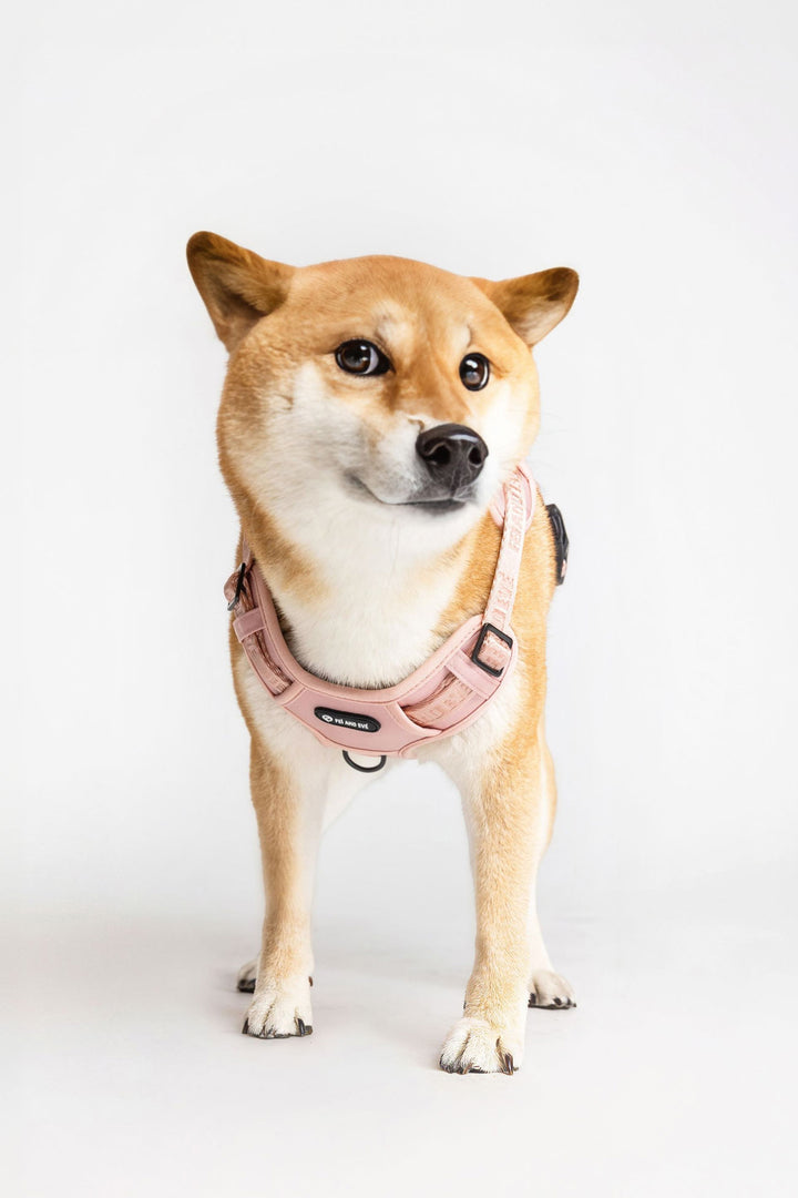Blush Cloud MagEase Harness on a Shiba dog in white background.