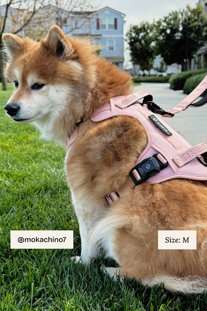 Classic Harness with MagEase® Buckles